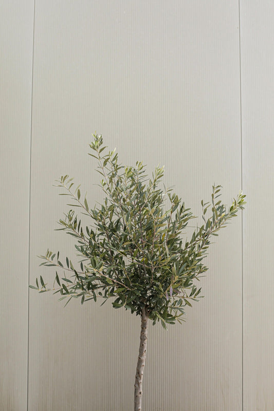 Olivos en Maceta: Secretos para Cultivarlos en Espacios Pequeños