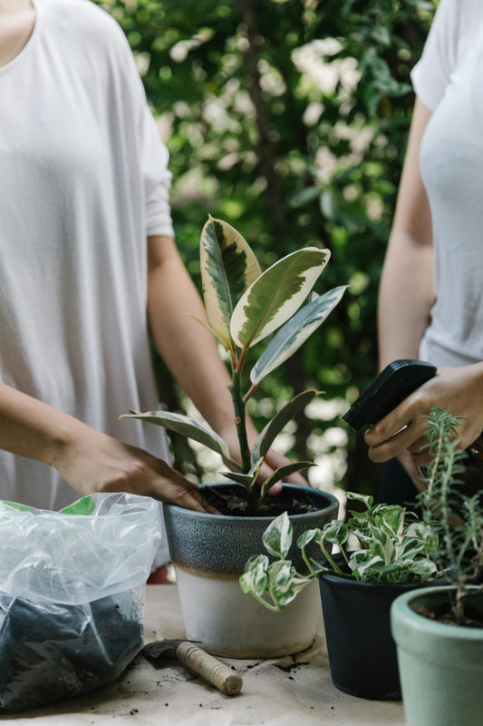Macetas de barro, plástico o cerámica: ¿Cuál es la mejor para tus plantas? Te lo cuento, folk