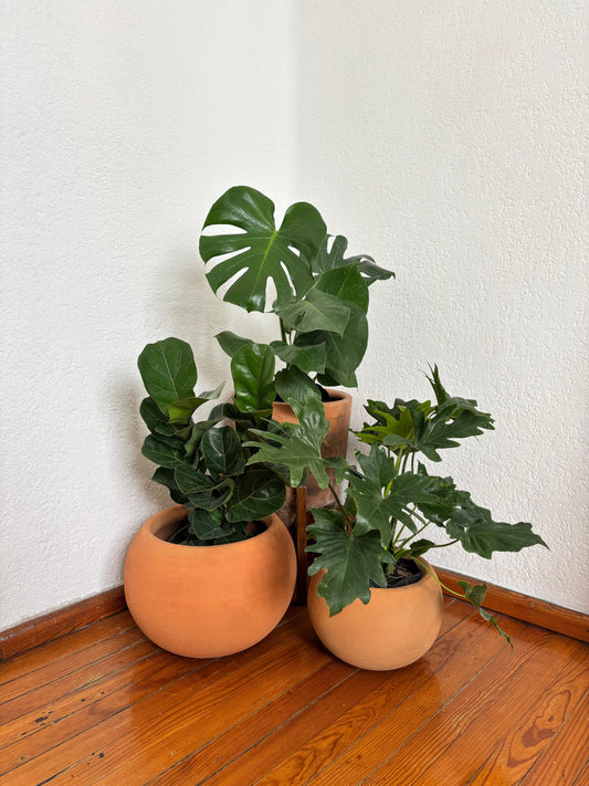 ¿Se me murieron mis plantas o las estoy regando mal? Te lo cuento, folk.