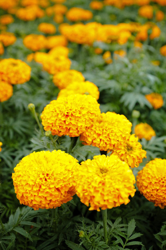 Flor de cempasúchil