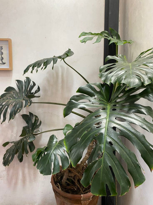 ¿Garra de León o Monstera? ¿Cuál te conviene más? Te lo cuento, folk