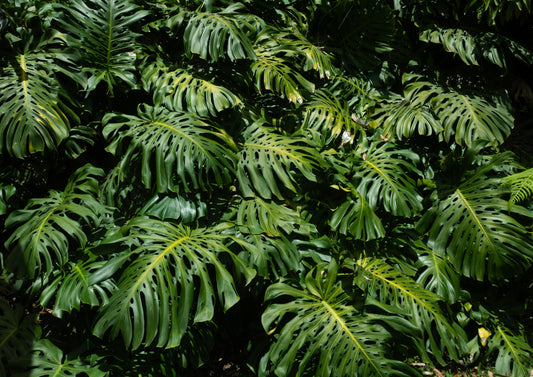 Guía de cuidados de tu planta Monstera