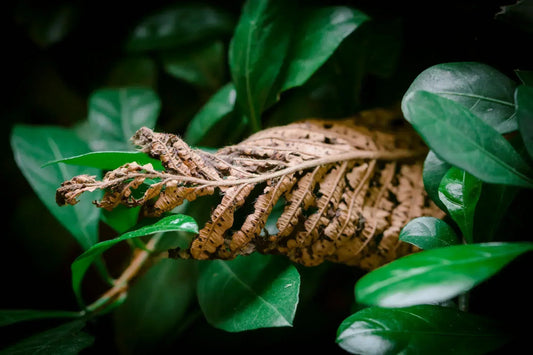 Plagas ¿Tu planta está bajo ataque? Te lo cuento, folk