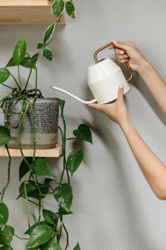 ¿Cómo regar tus plantas correctamente? Te lo cuento, folk