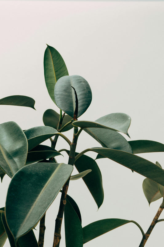 Planta Hule negro: ¿Dónde va, cuánto crece y cómo se cuida? Te lo cuento, folk