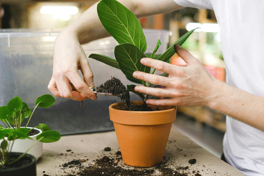 Fertilizantes orgánicos vs. químicos: ¿Cuál es mejor? Te lo cuento, folk