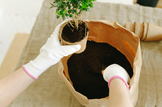 Trasplante de maceta: ¿Cuándo cambiarle el outfit a tu planta? Te lo cuento, folk.