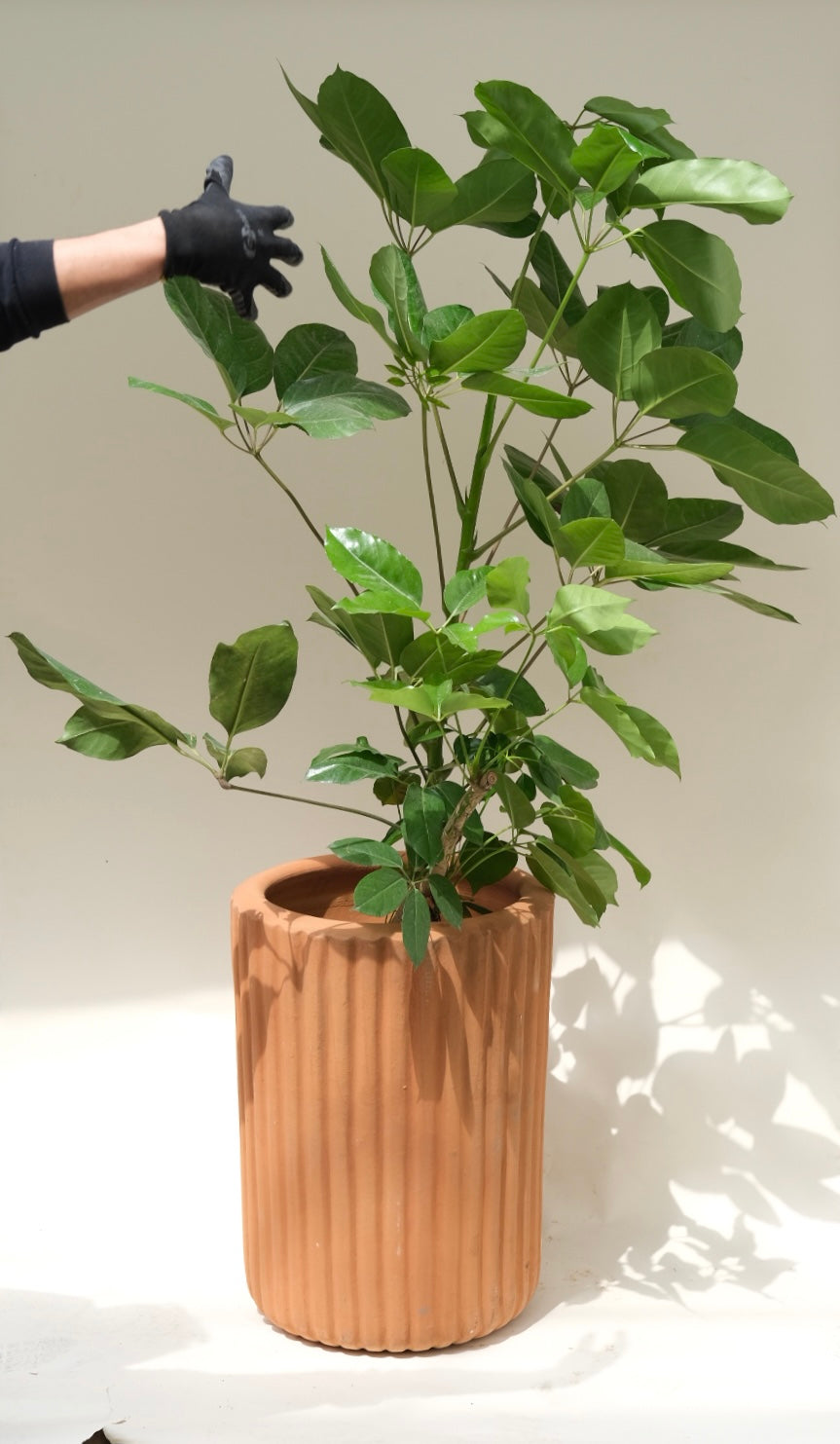 Maceta Cactus de barro grande