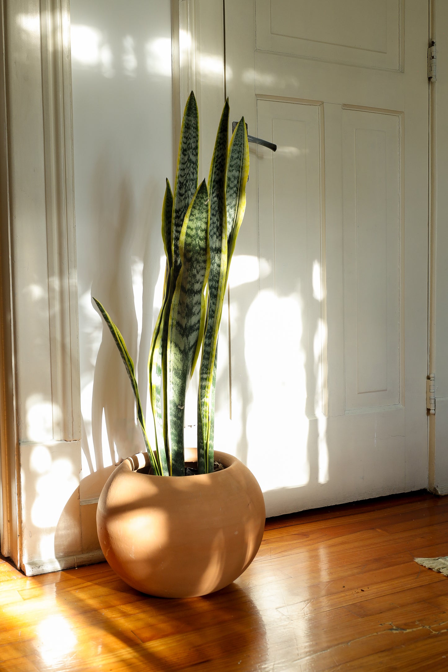 Lengua de Suegra Amarilla - Sansevieria