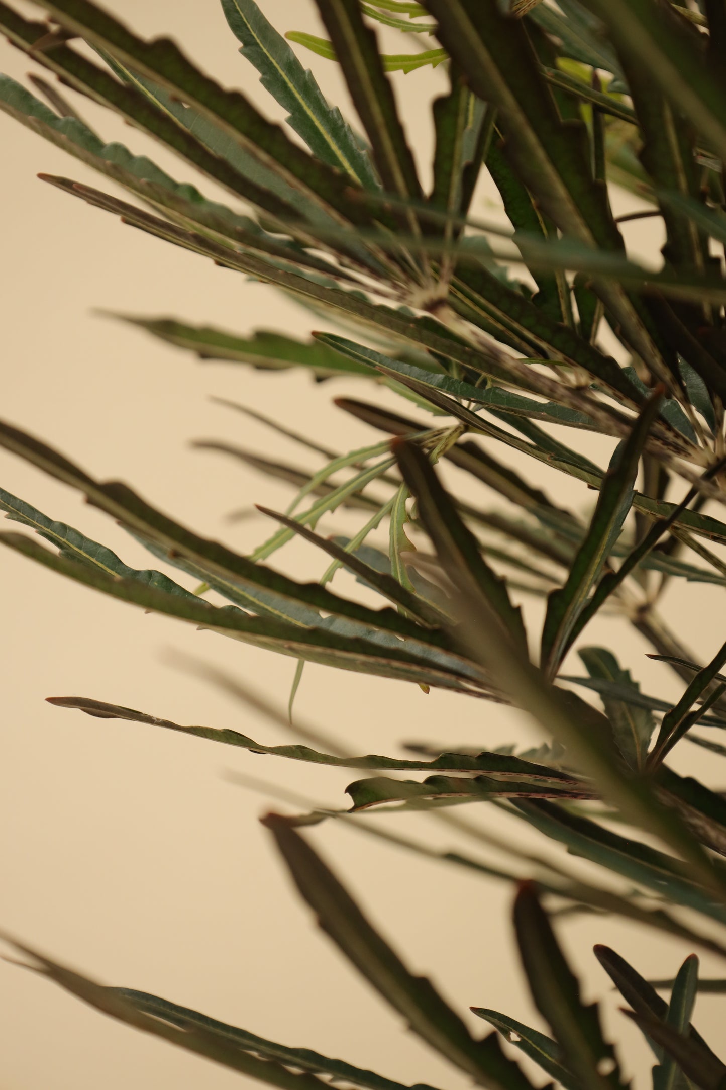 Aralia Elegantísima