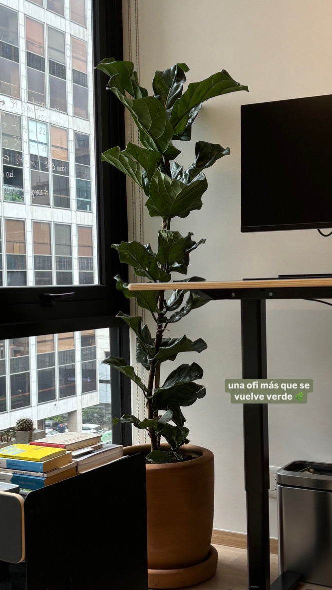 Ficus Pandurata o Lyrata