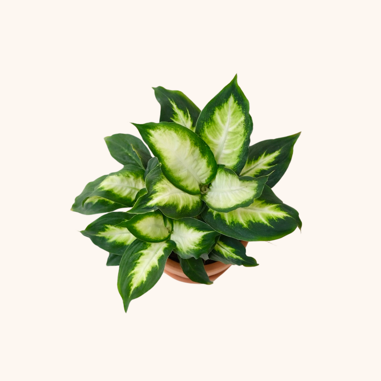 Mini Dieffanbachia Camila