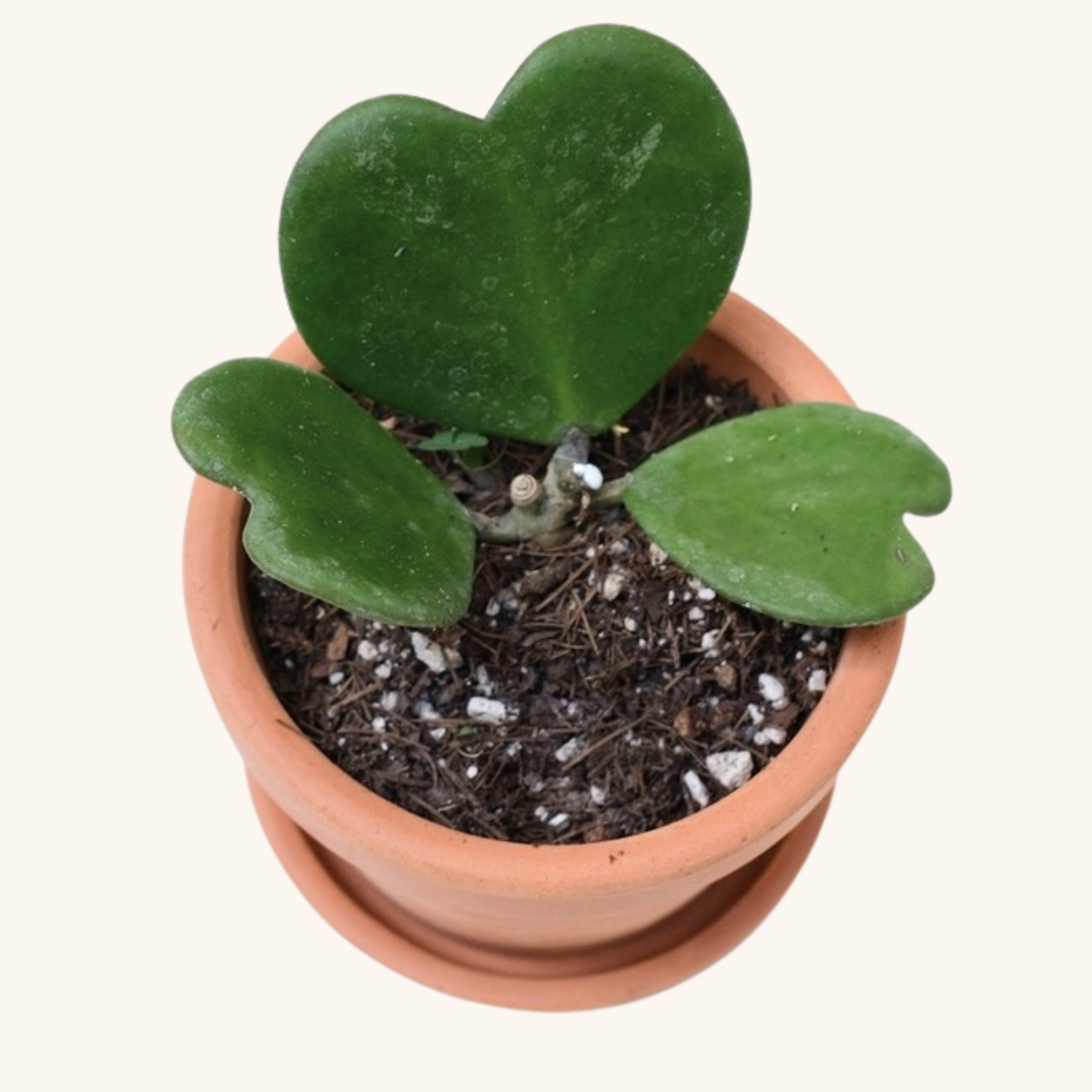 Mini Hoya Kerrii