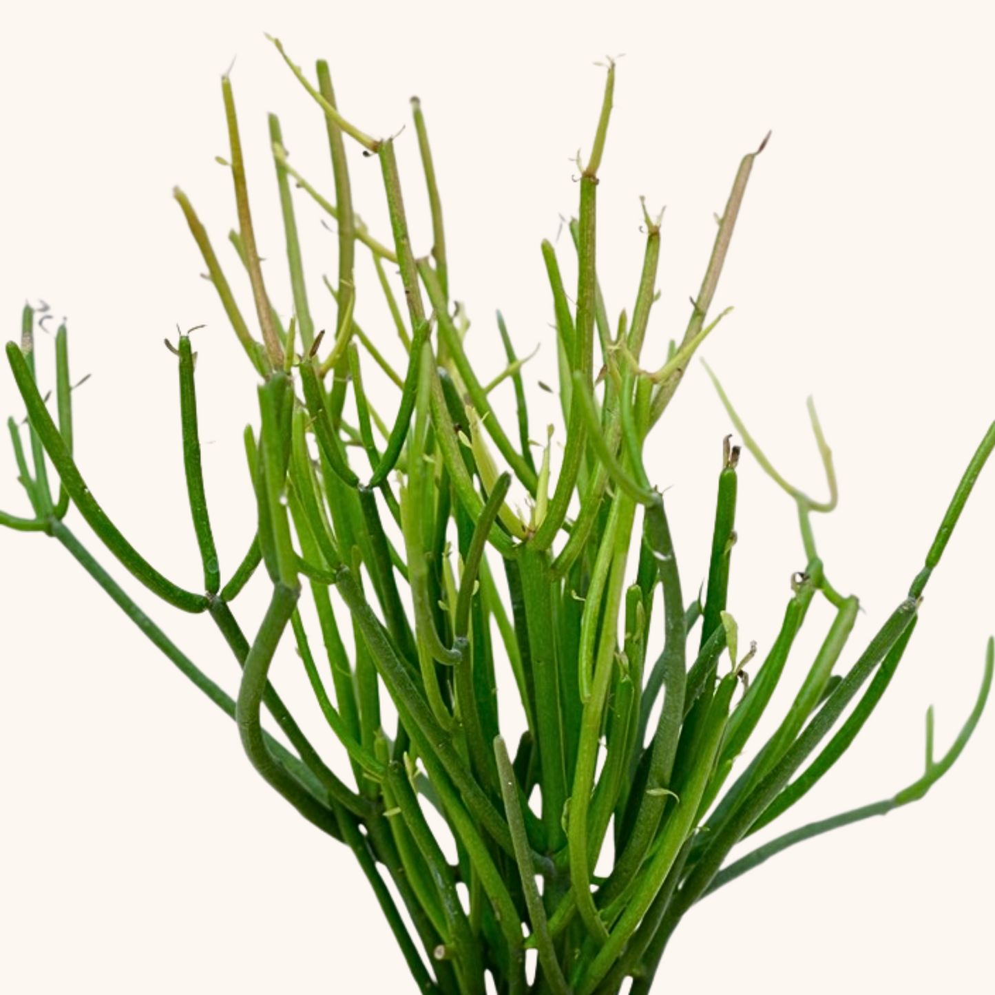 Mini Lápiz o Euphorbia Turicalli