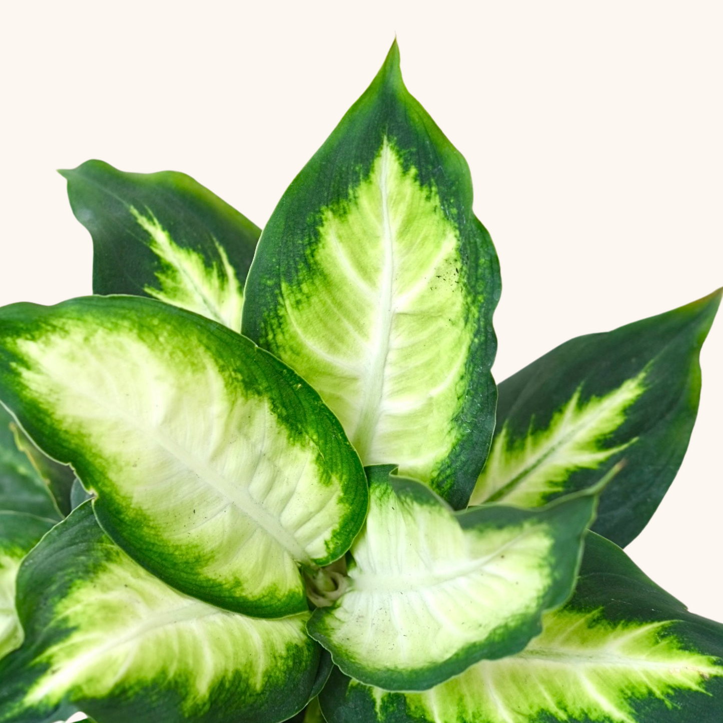 Mini Dieffanbachia Camila