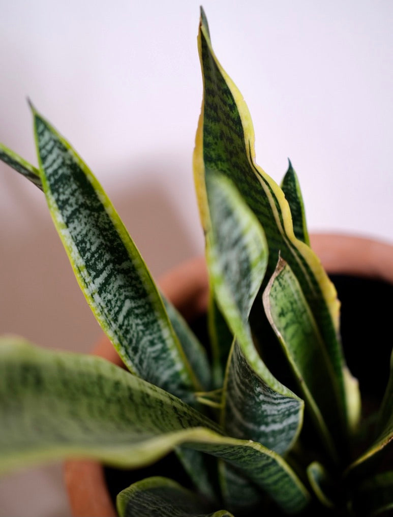 Lengua de Suegra Amarilla - Sansevieria