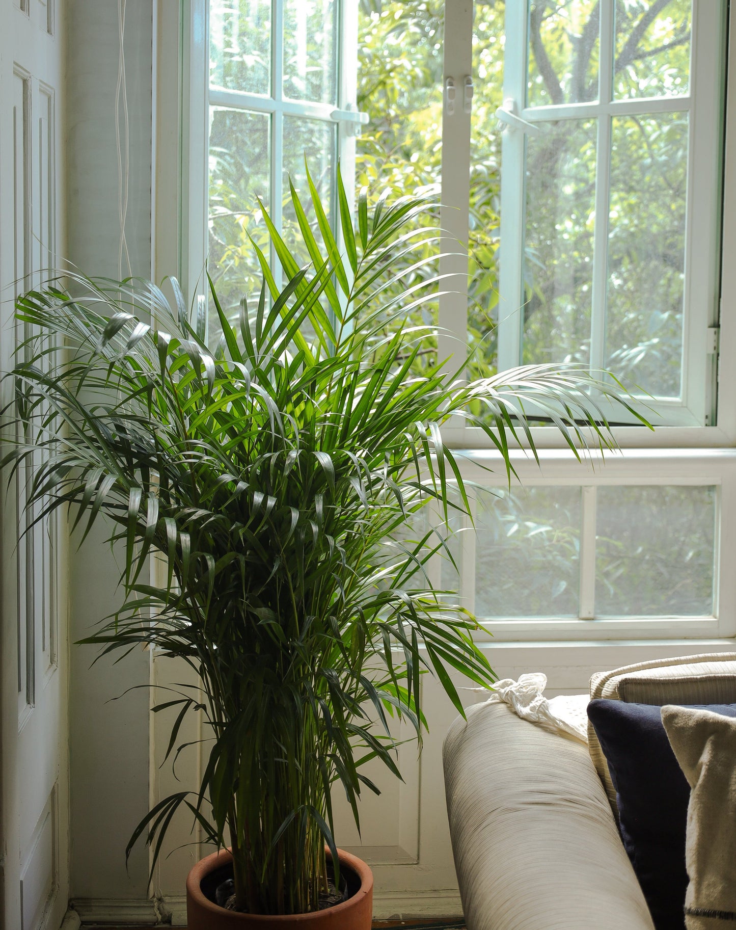 Areca