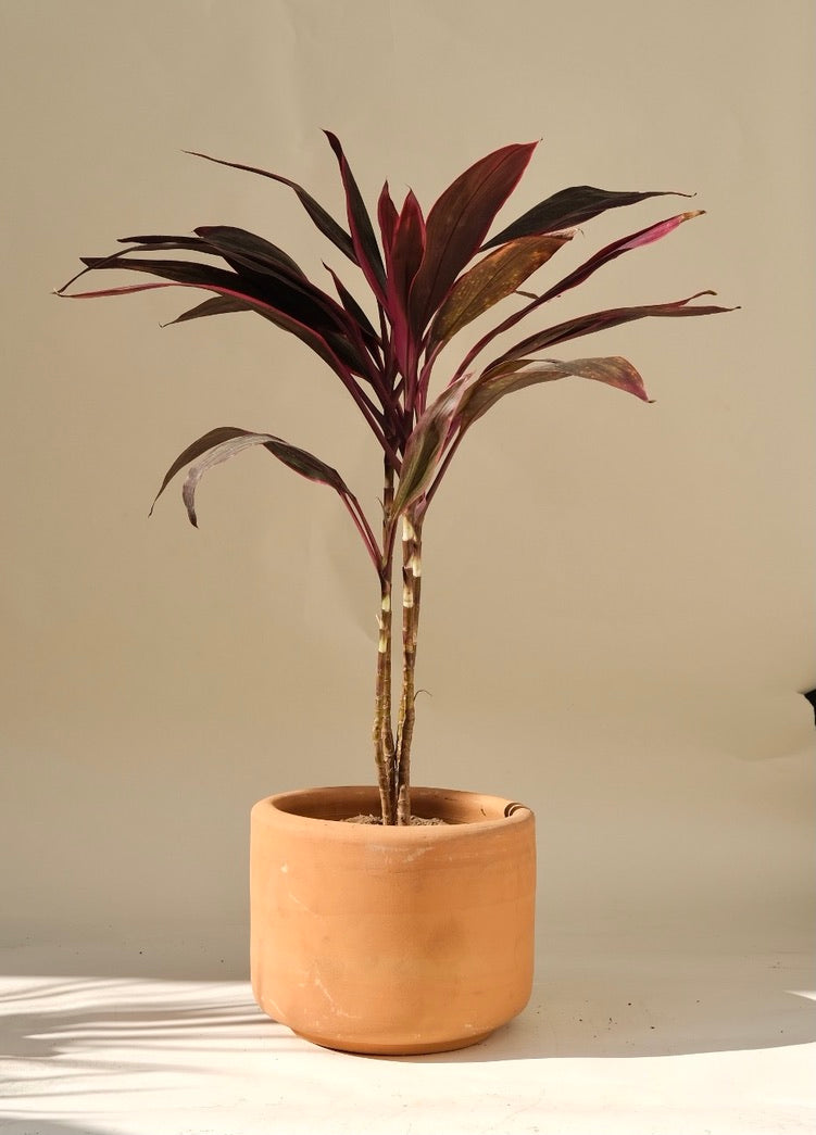 Dracaena Rosa