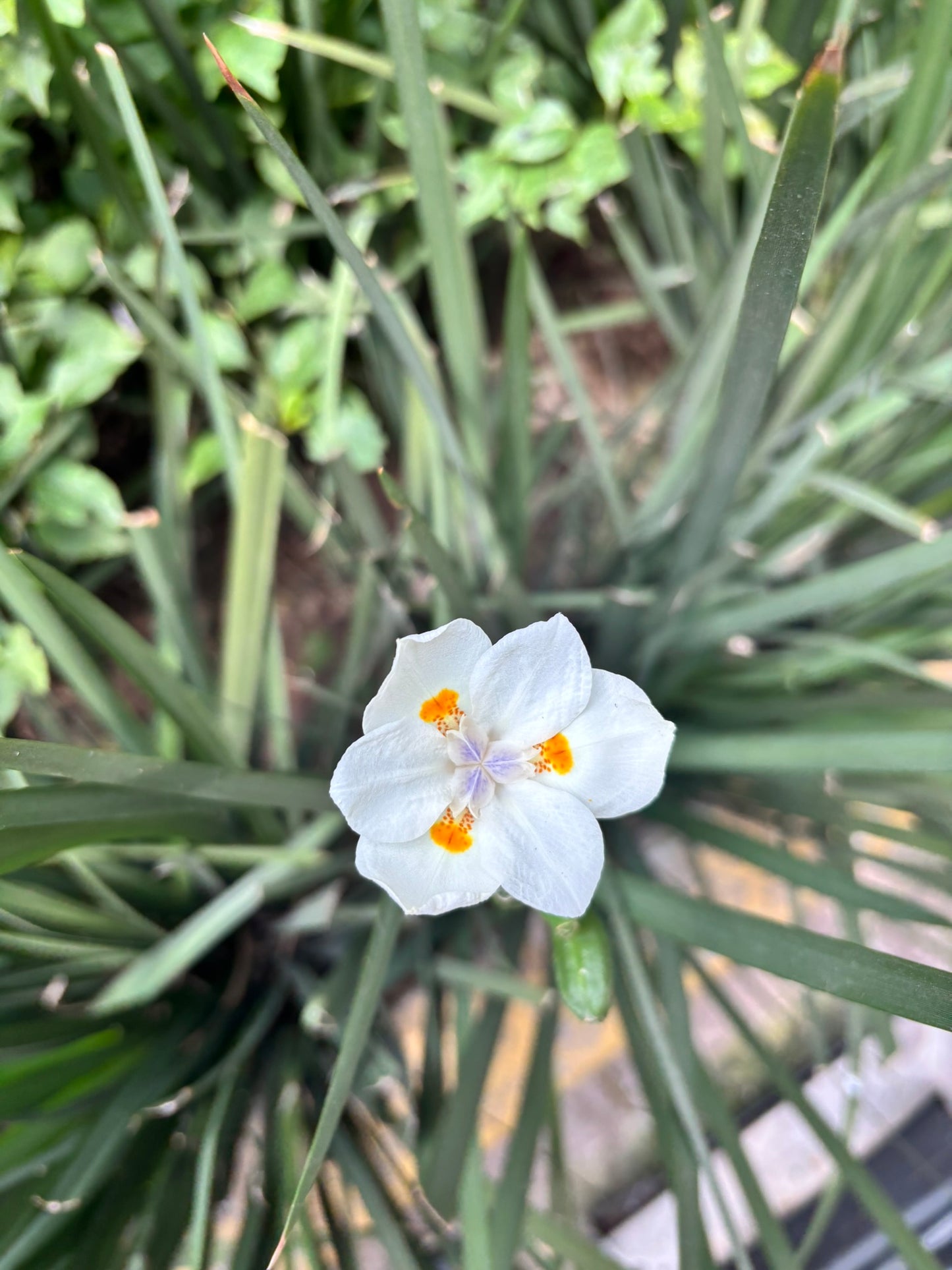 Lirio Persa