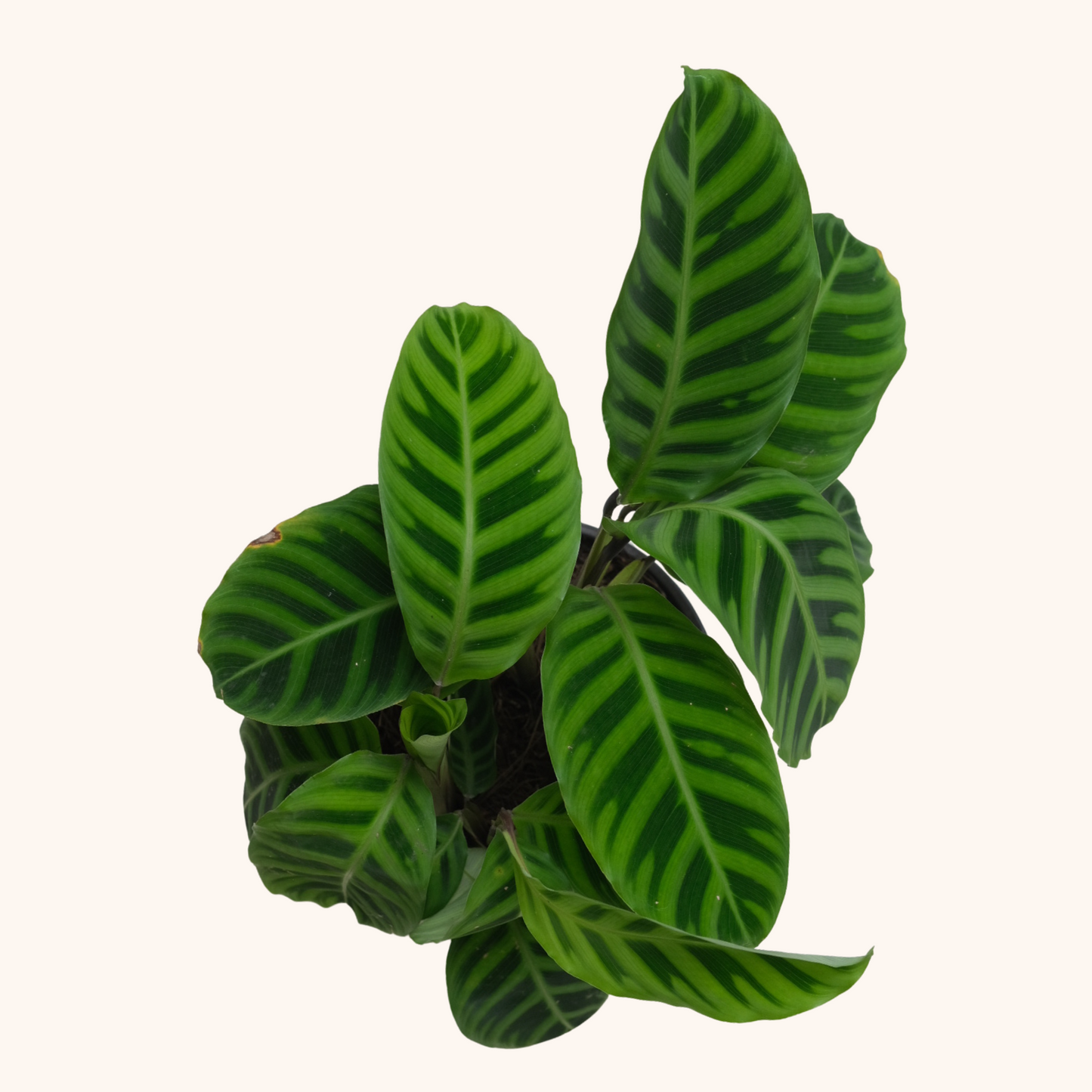 Calathea Zebrina