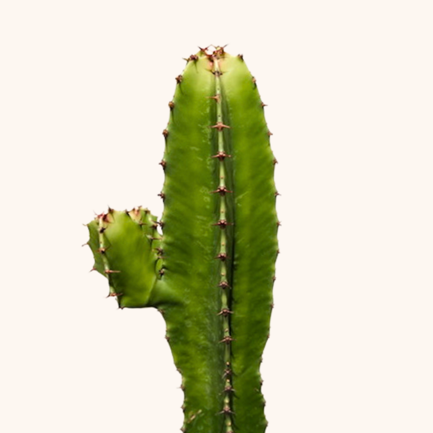 Euphorbia Trigona