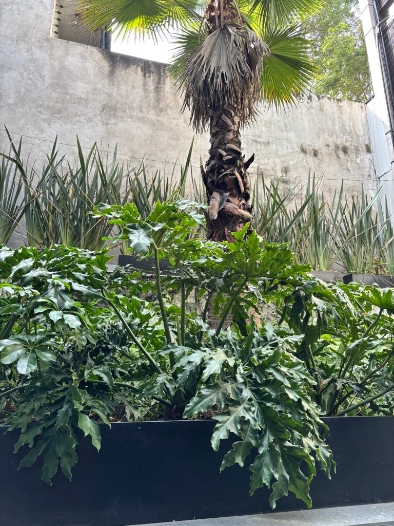 Garra de León - Philodendron Bipinnatifidum/Selloum