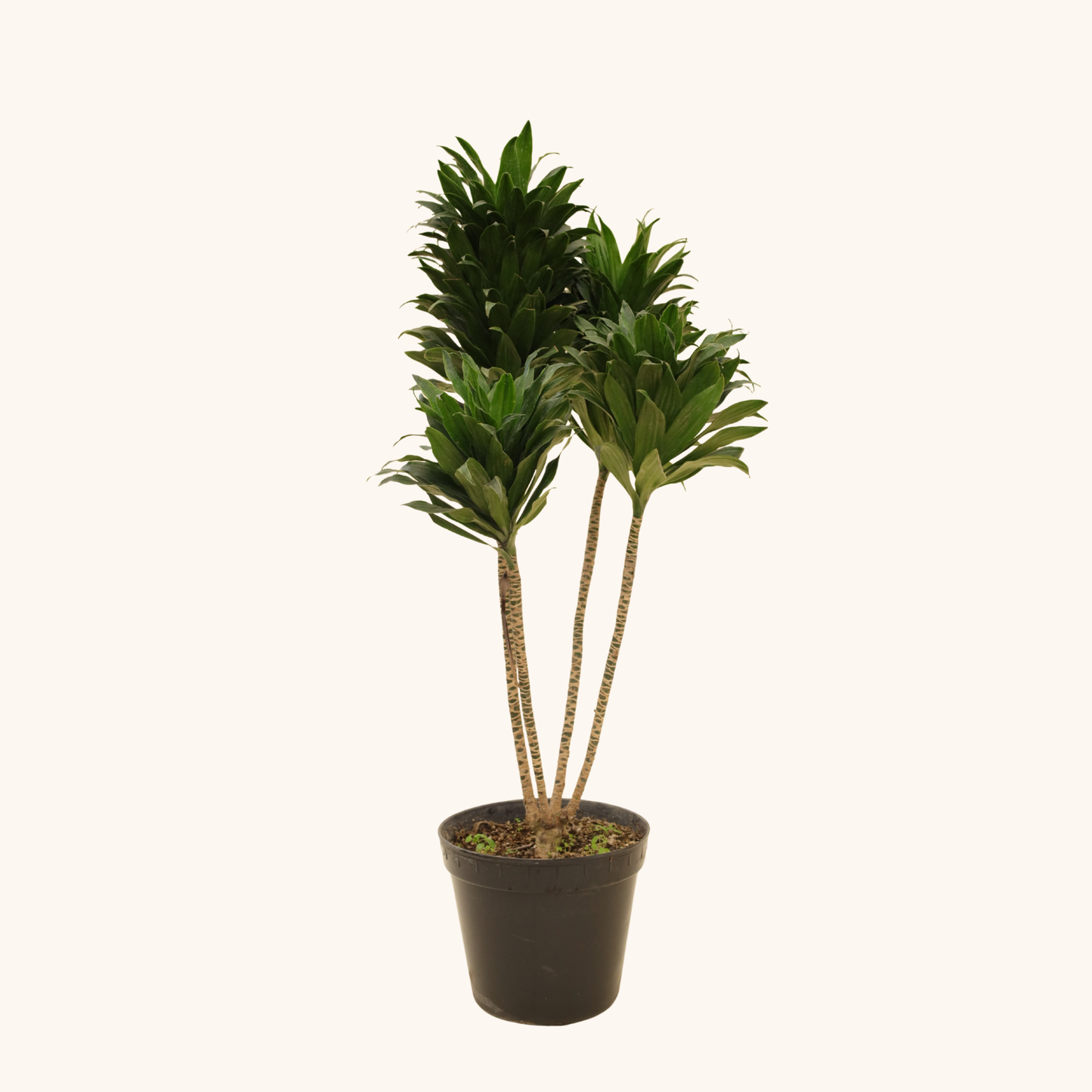 Dracaena Compacta