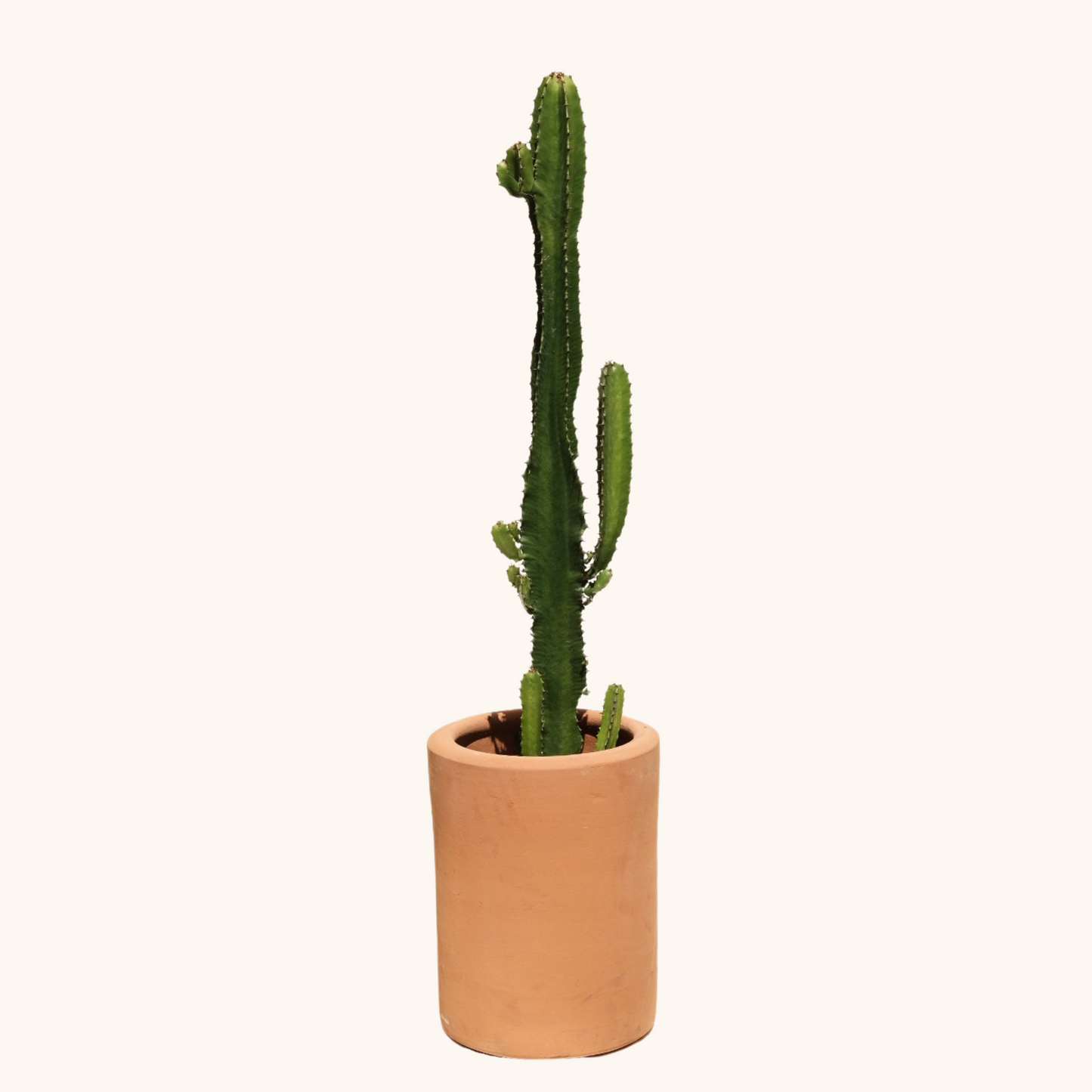 Euphorbia Trigona