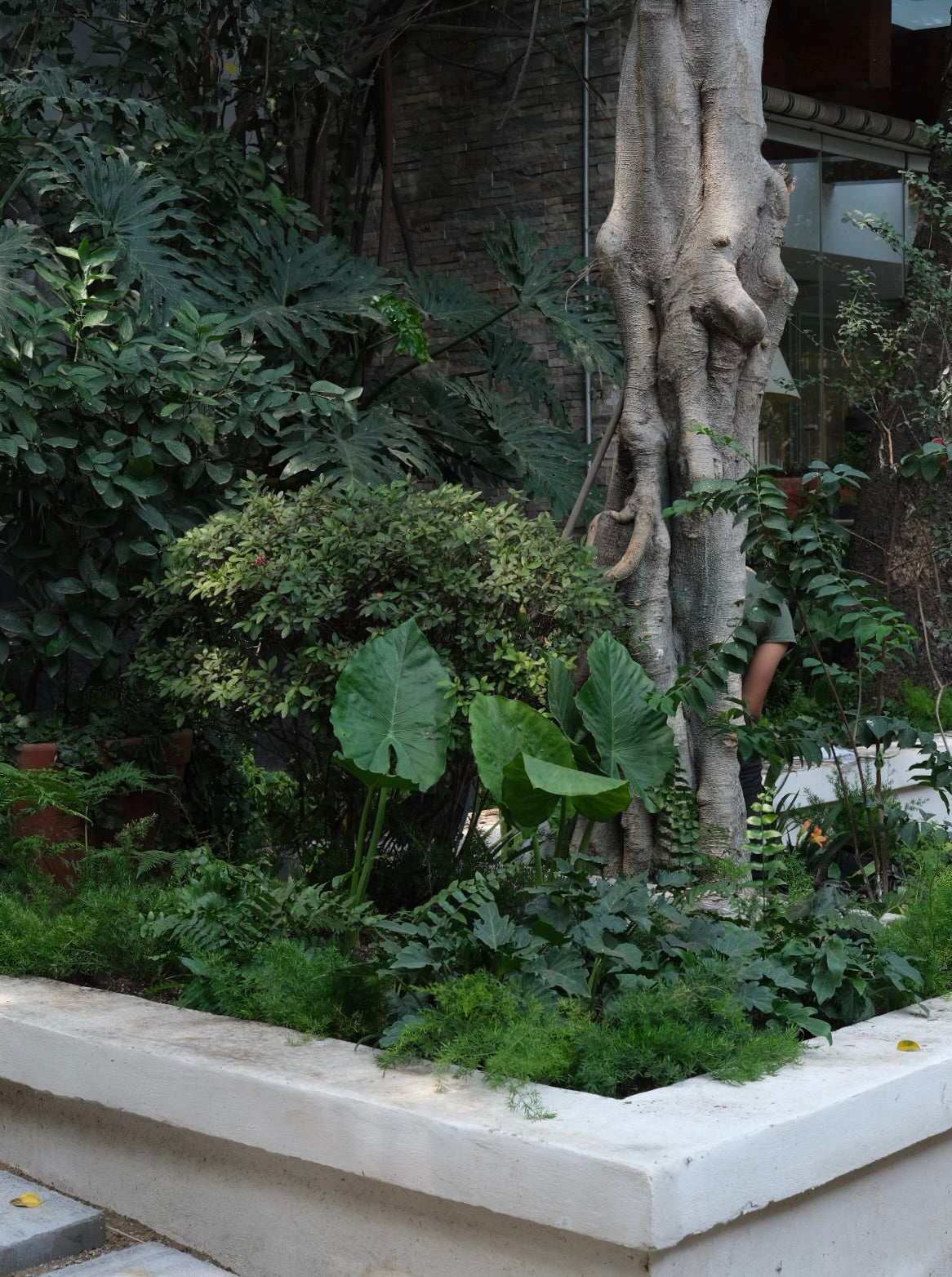 Philodendron Xanadú