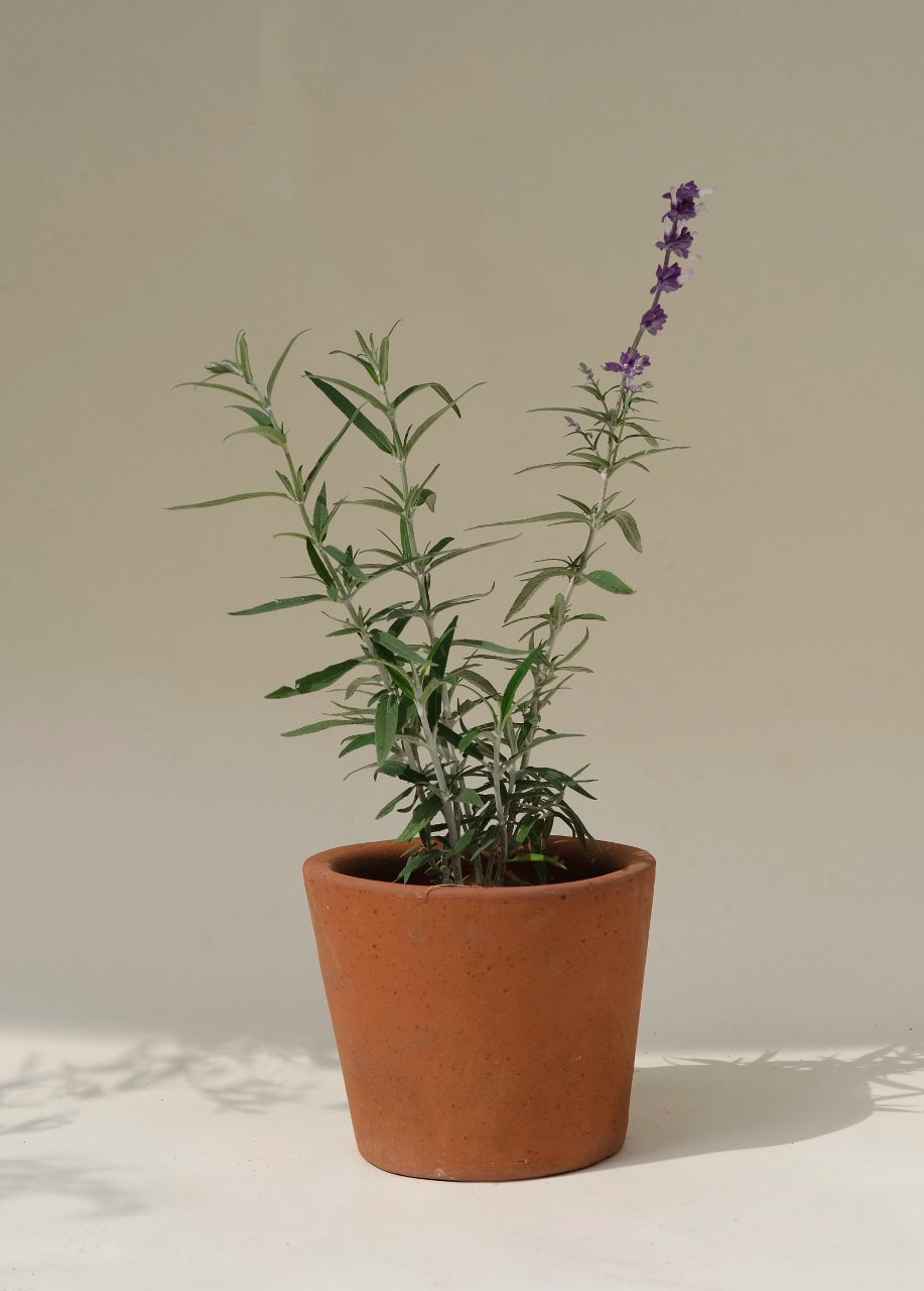 Salvia Leucantha Morada