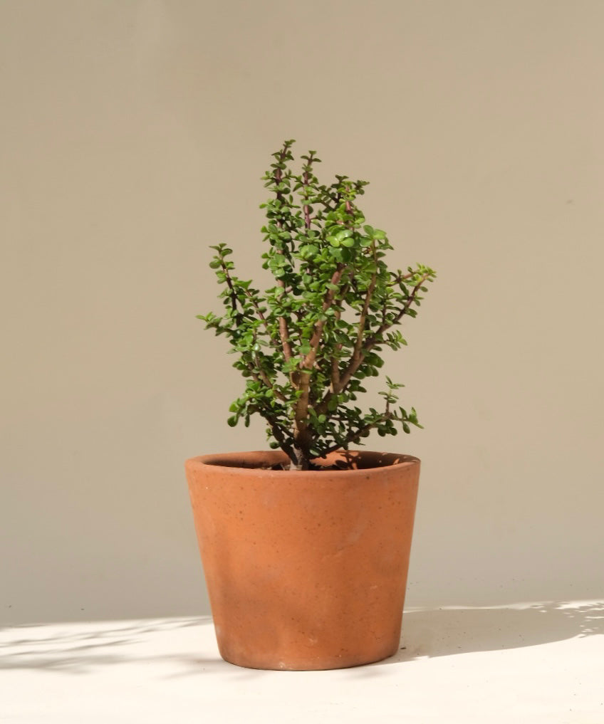 Árbol de la Abundancia