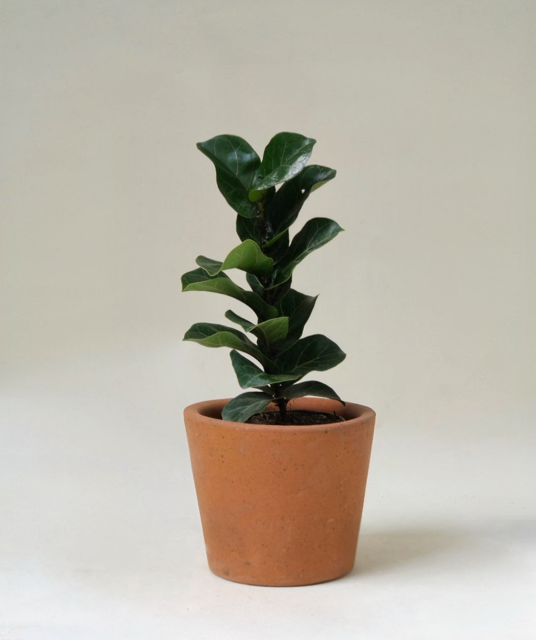Ficus Bambino