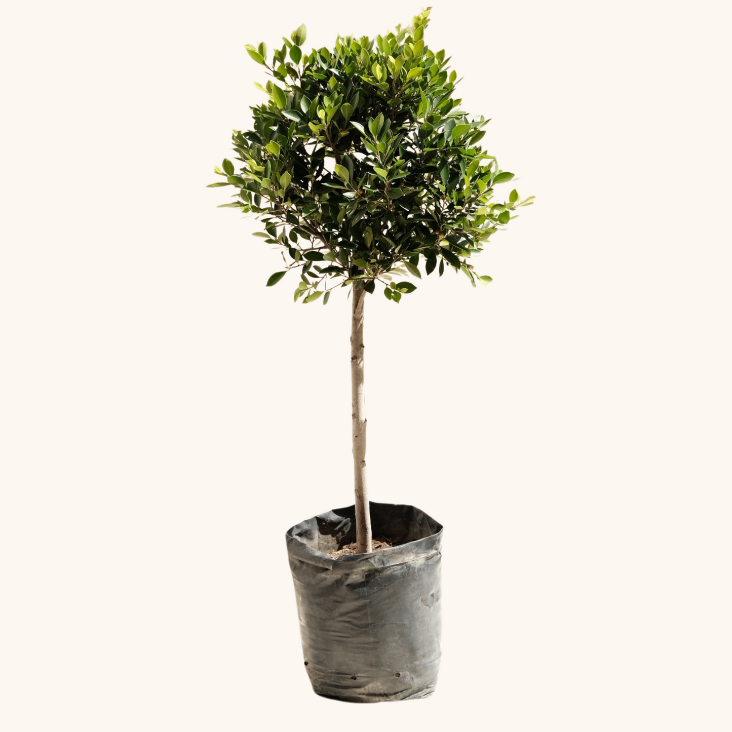 Árbol Laurel de la India