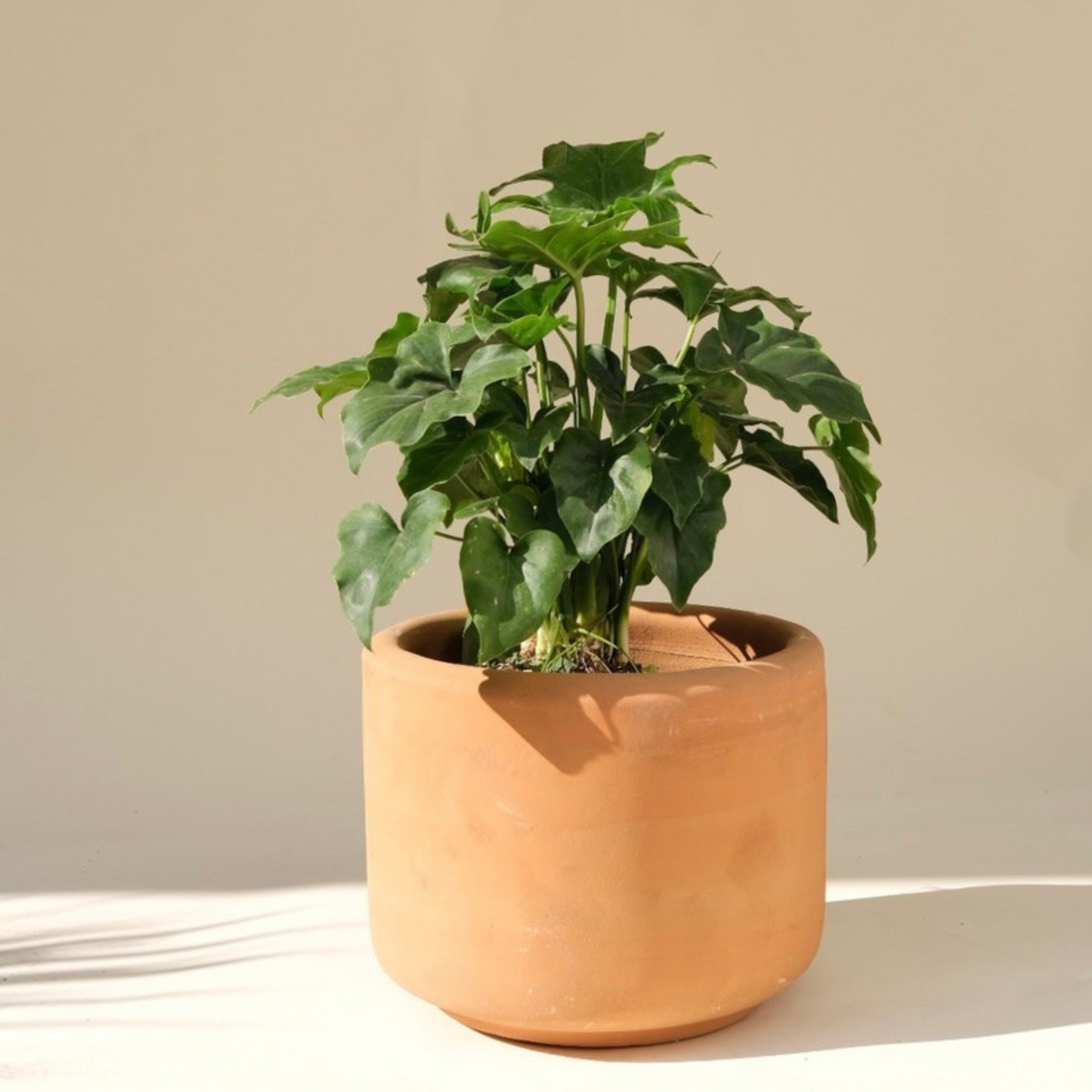 Garra de León - Philodendron Bipinnatifidum/Selloum