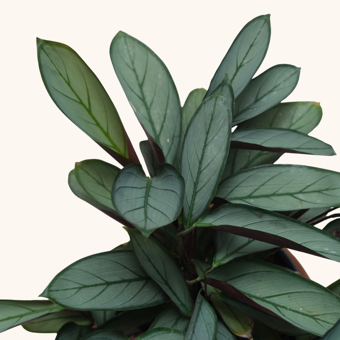 Ctenanthe Setosa