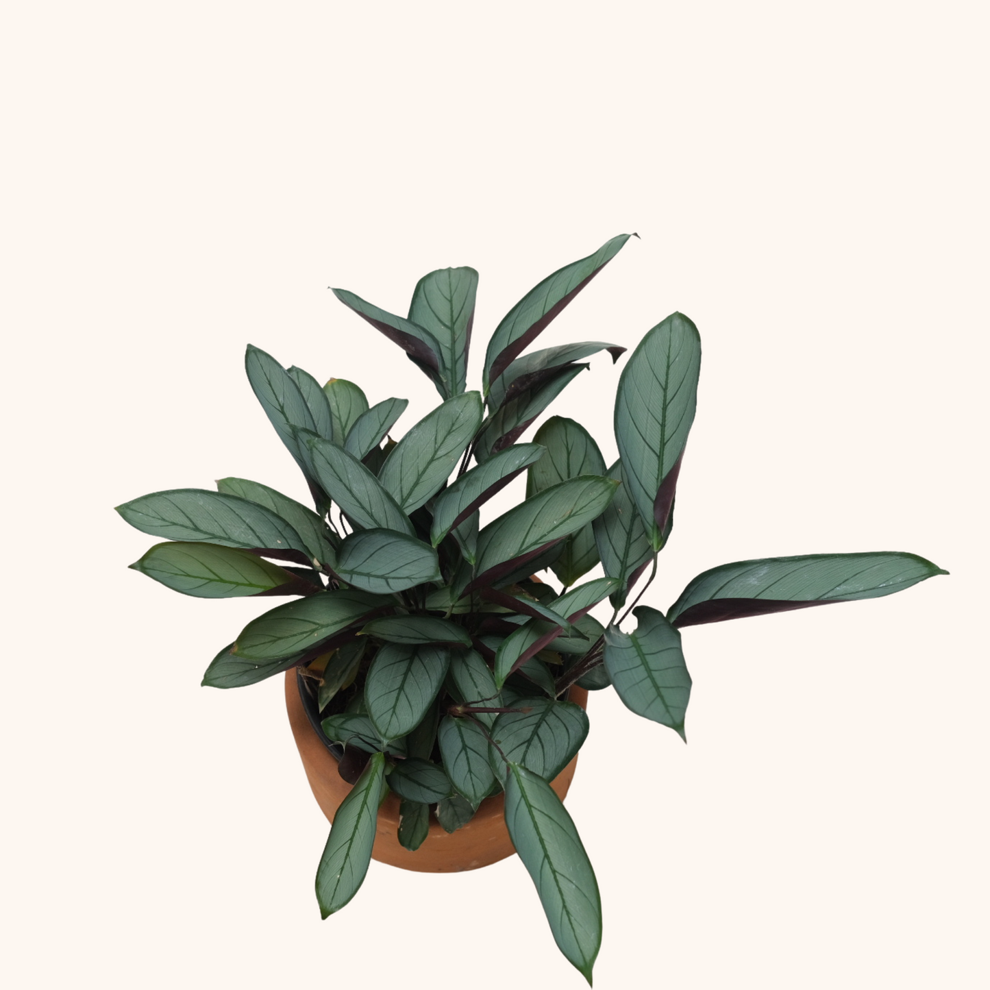 Ctenanthe Setosa