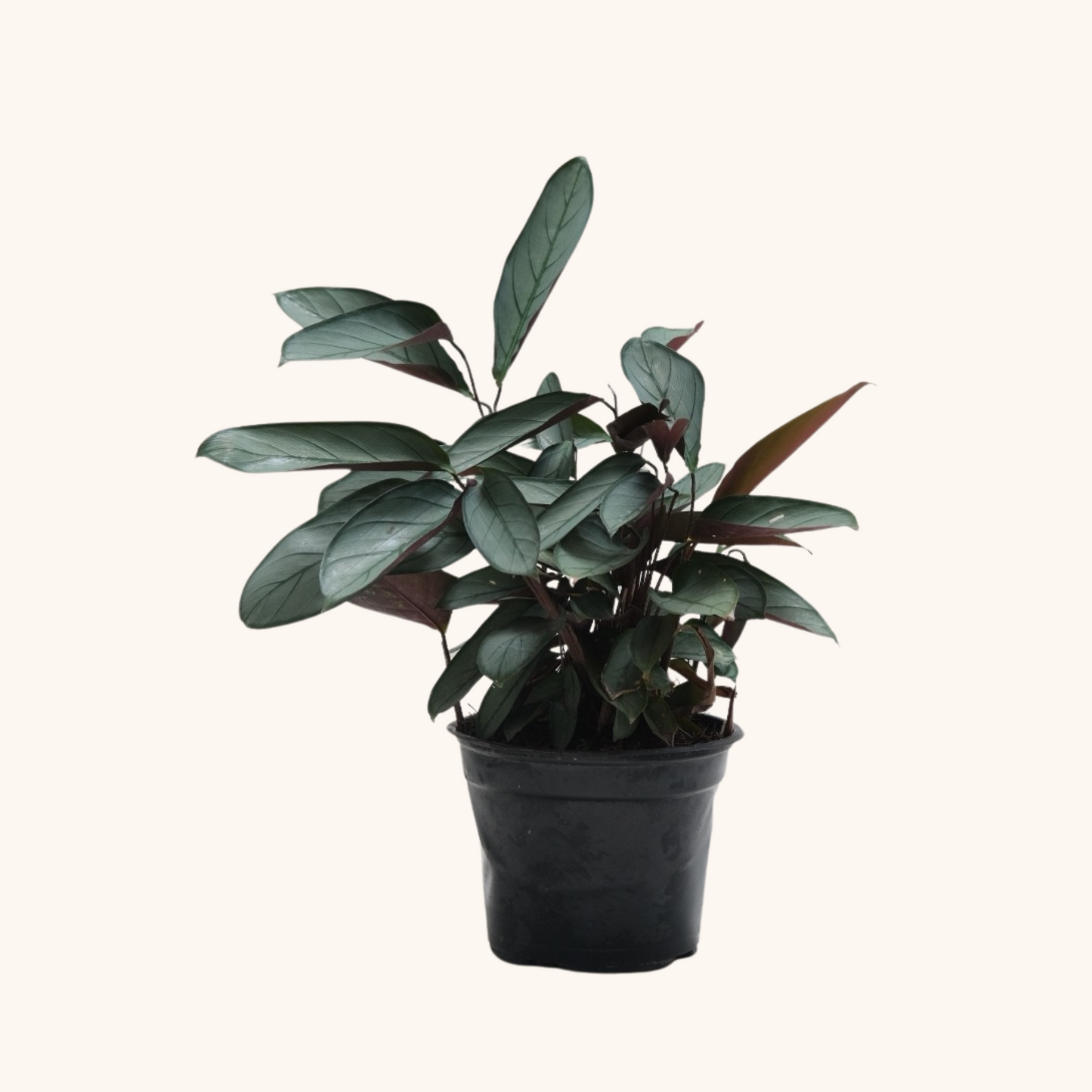 Ctenanthe Setosa