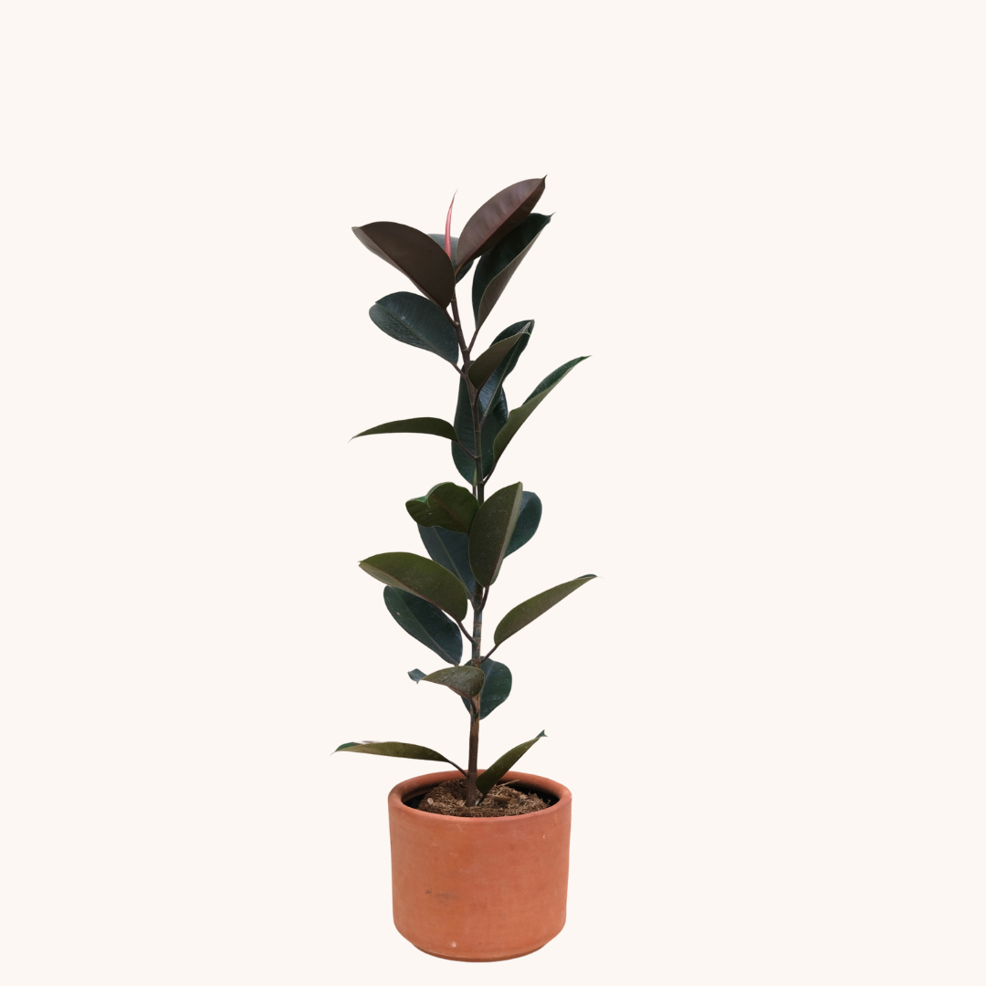 Árbol del hule precio