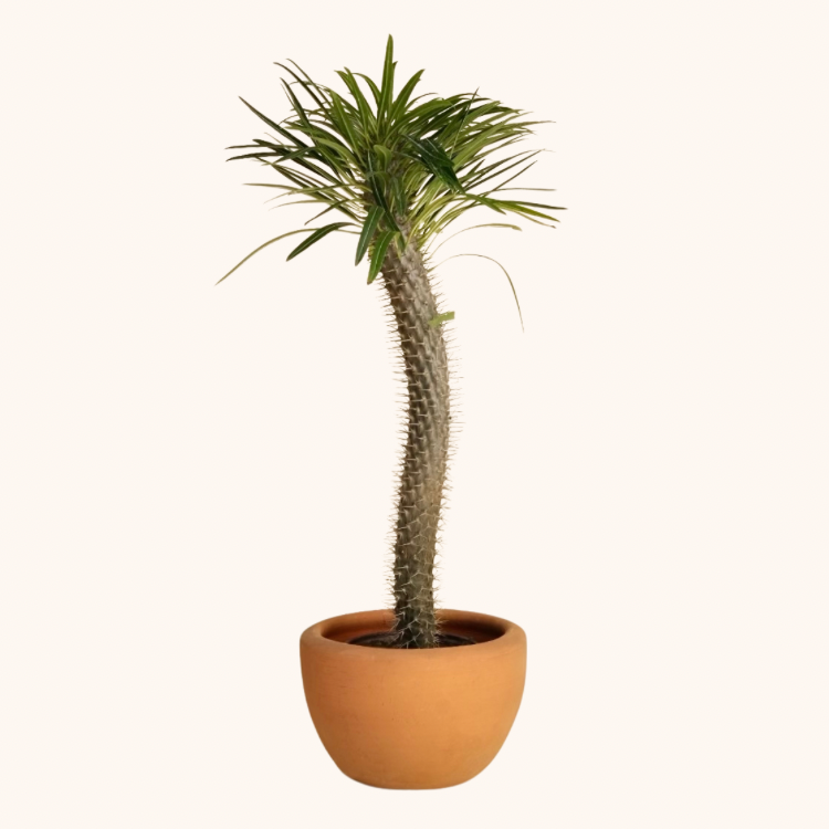 planta palma de madagascar Pachypodium o Palma de Madagascar – Monstera Folks