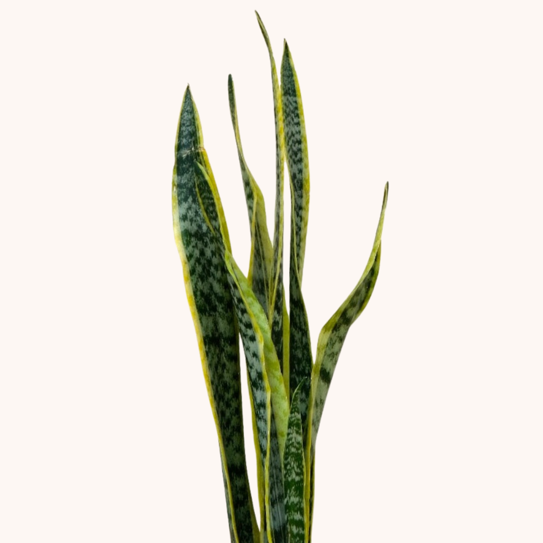 Lengua de Suegra Amarilla - Sansevieria