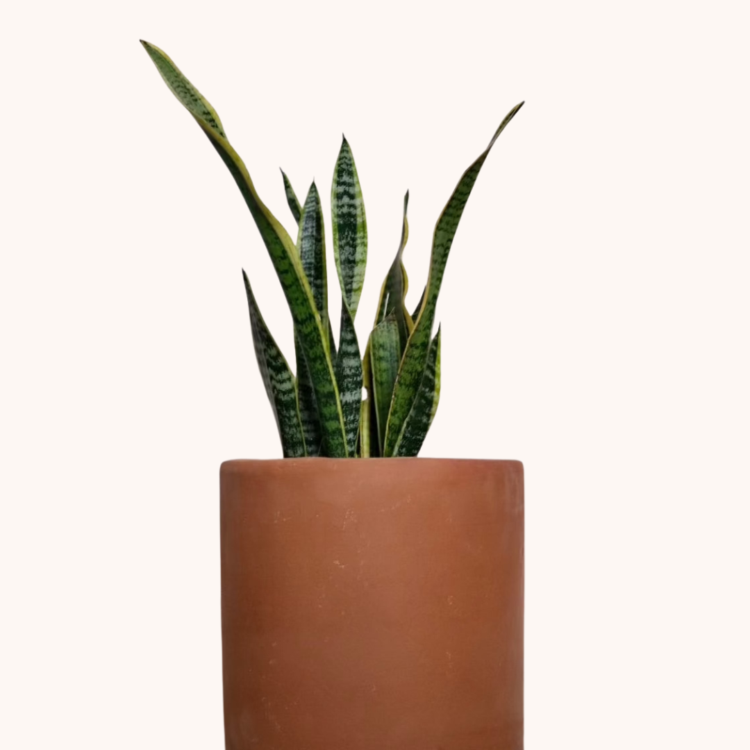 Lengua de Suegra Amarilla - Sansevieria