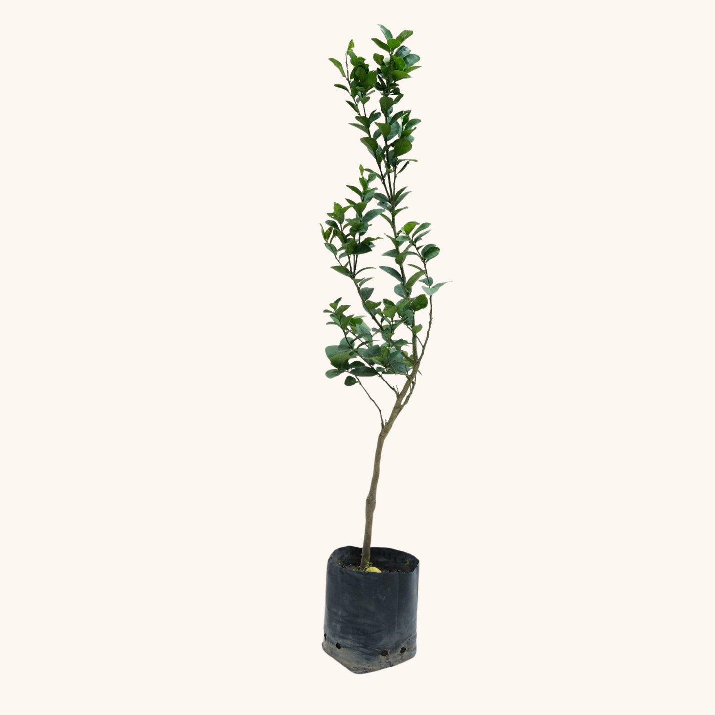 Árbol de Limón