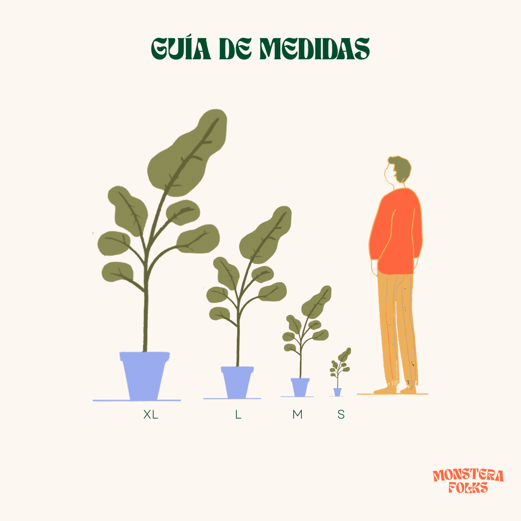 Hule Negro o Ficus Elástica