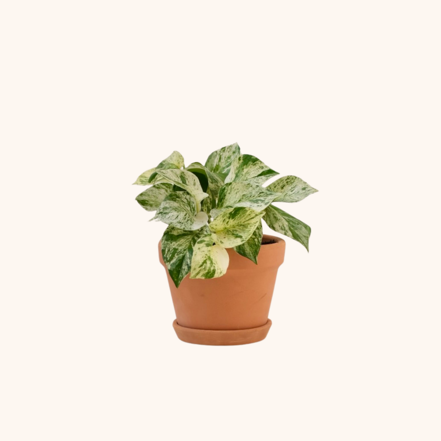 Mini planta teléfono pothos blanco
