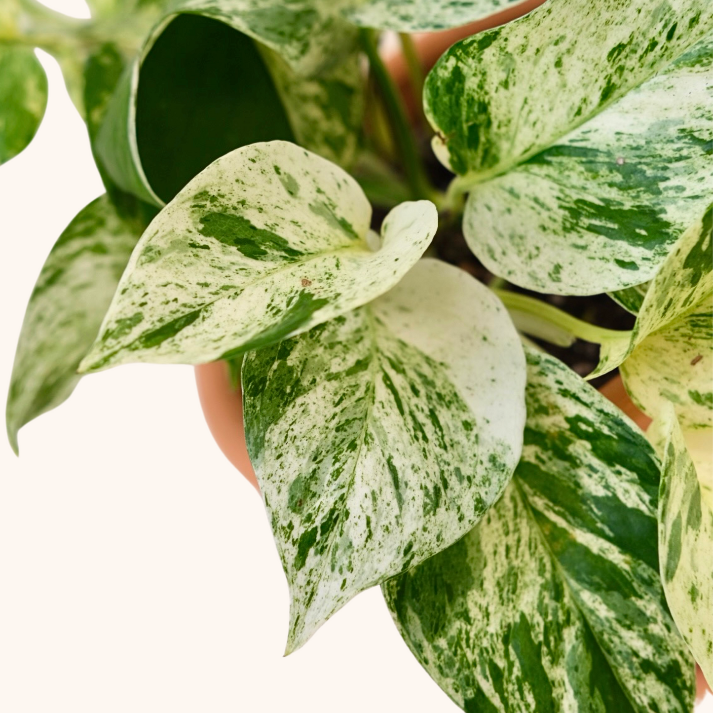 Mini teléfono blanco en maceta de barro