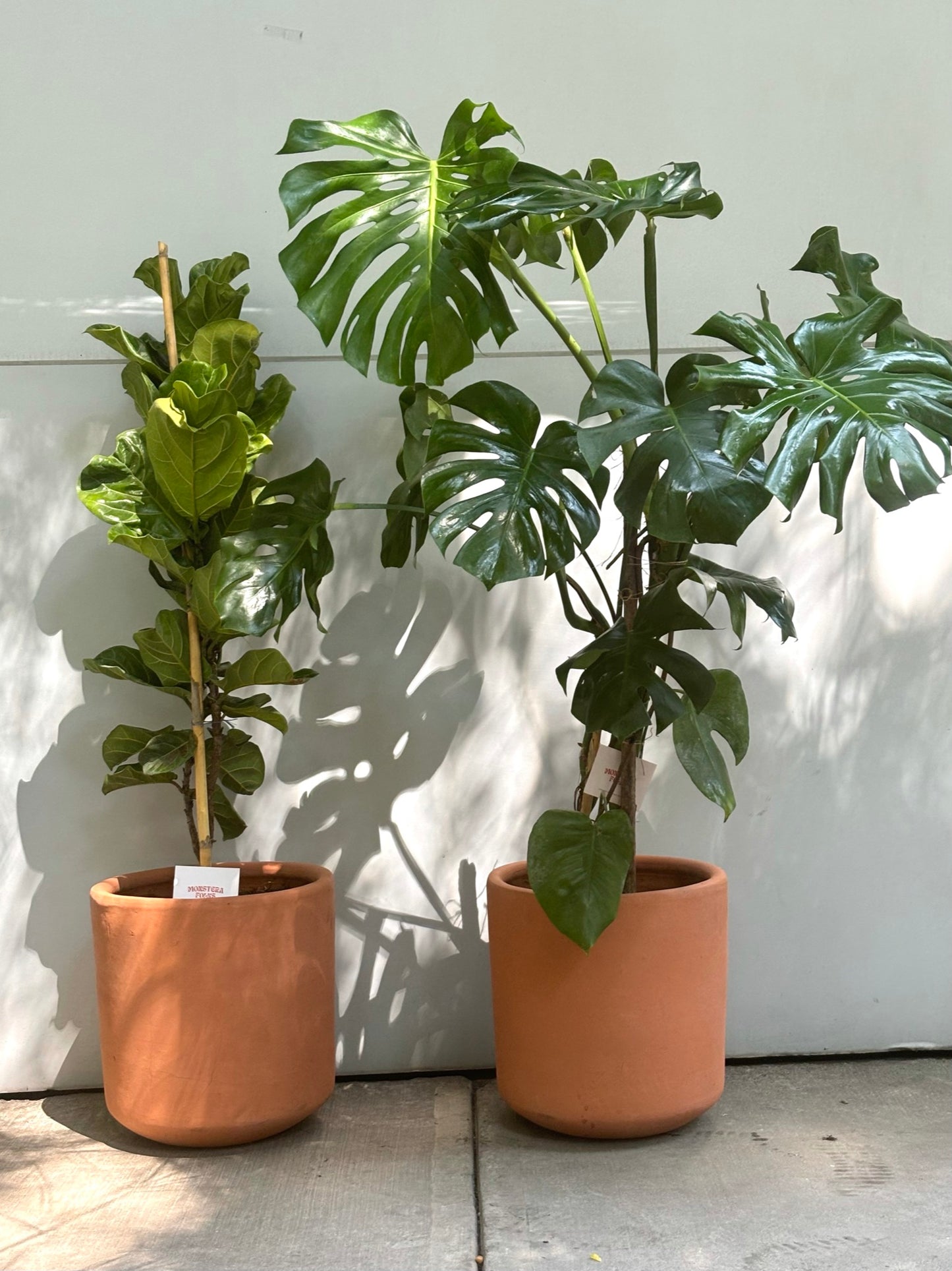 maceta de barro con plantas