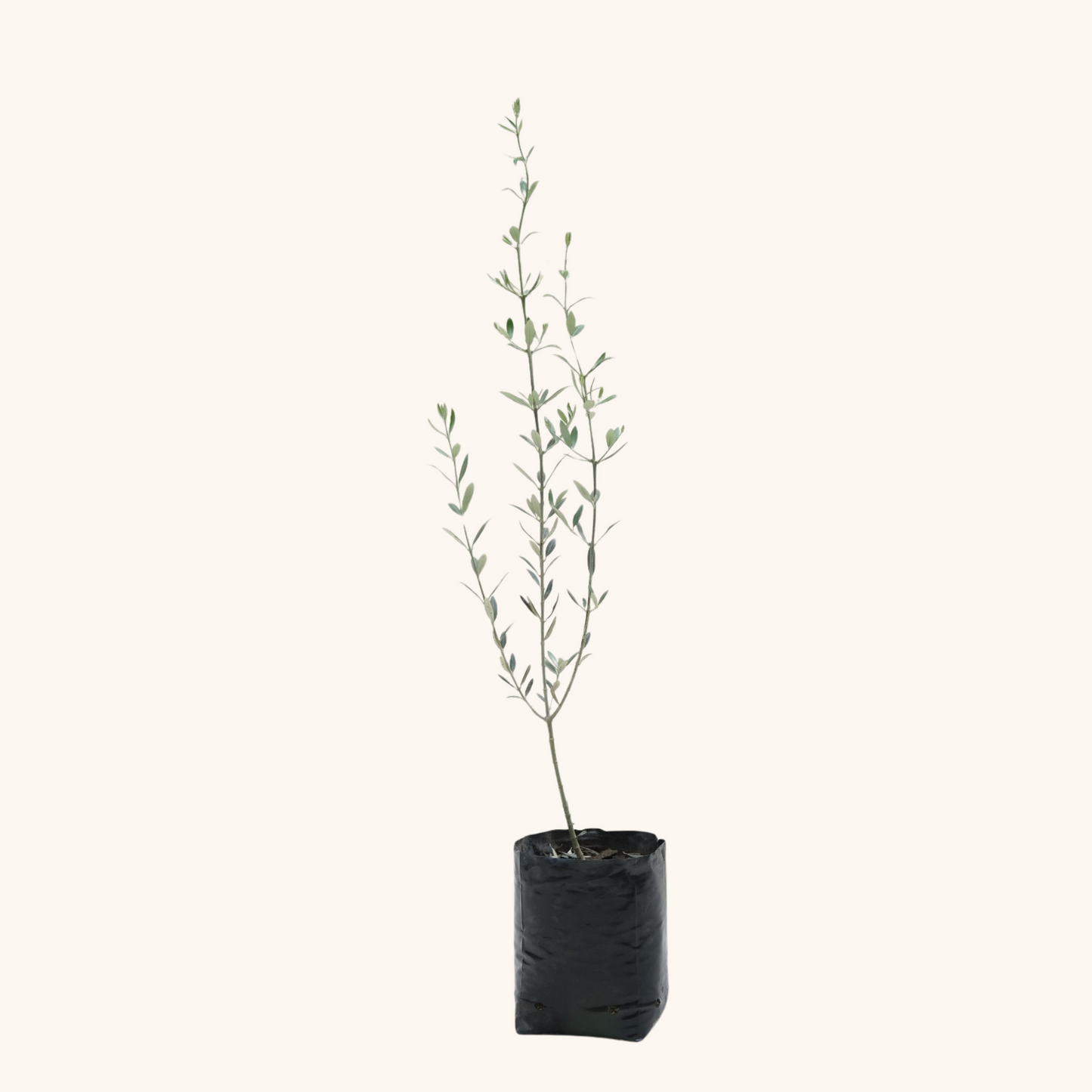 Árbol de olivo
