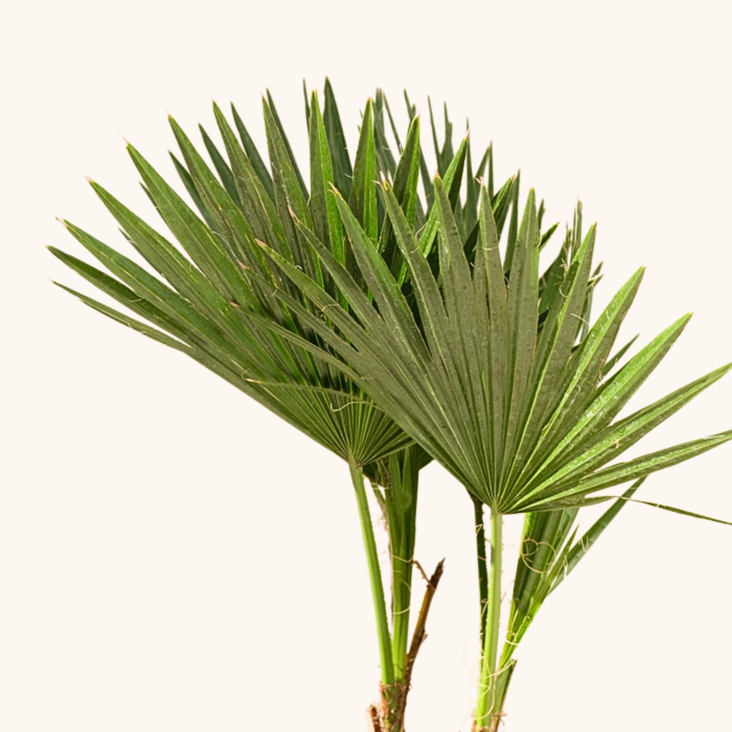 Palma Washingtonia