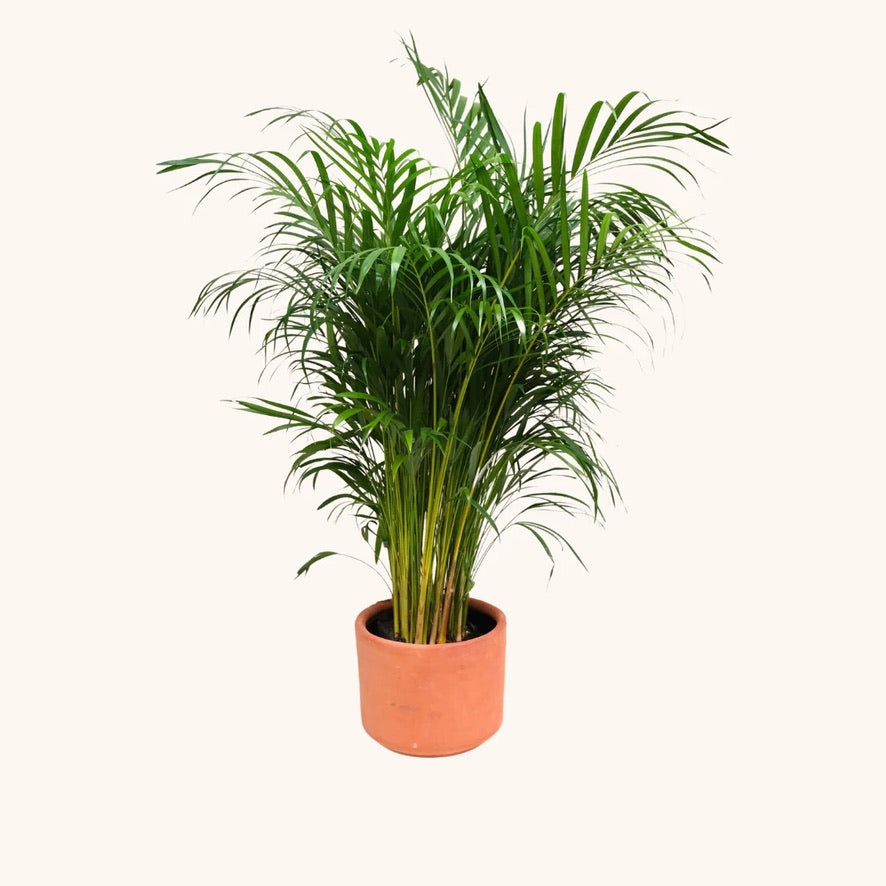 Palmera areca en maceta