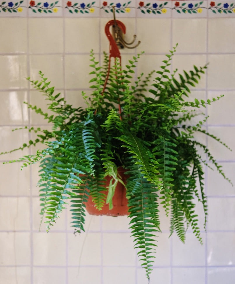 Planta colgante helecho de boston